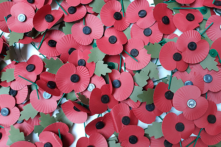 Poppies - Remembrance Day