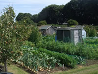 Allotments West Tarring