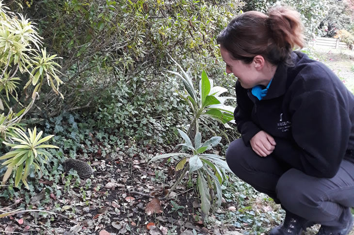 PR18-203 - Julie Brewer from Wadars releasing the hedgehog into Highdown Gardens