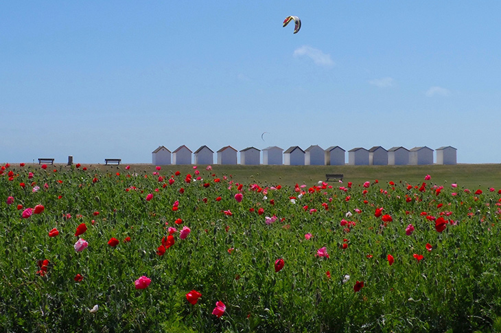 Goring Beach - Wildflowers