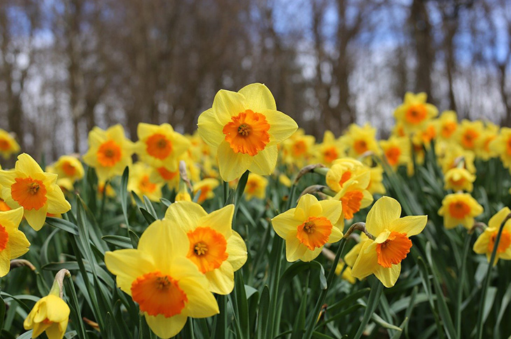 Daffodils (Pixabay - 3926251)