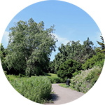 Brooklands Park - Trees