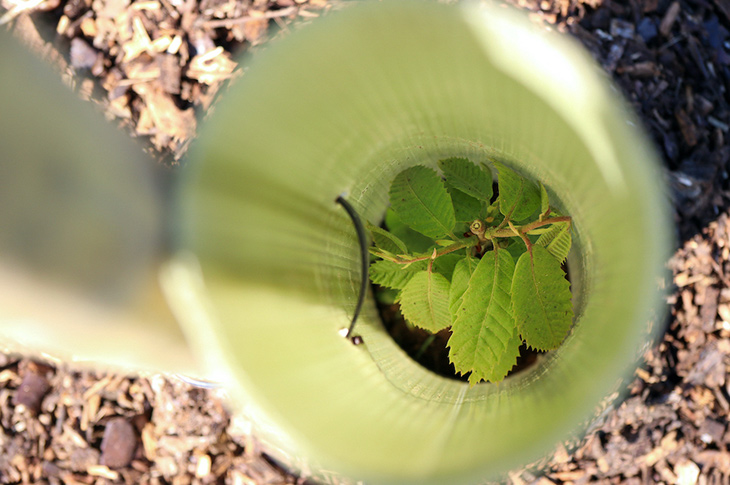 PR21-065 - 18 sweet chestnut trees were planted in the middle of Buckingham Park