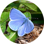 Adonis Blue butterfly (Pixabay - 321046)