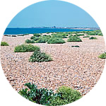 Shoreham Beach