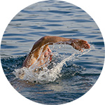 Sea swimming (Pexels - 87831)