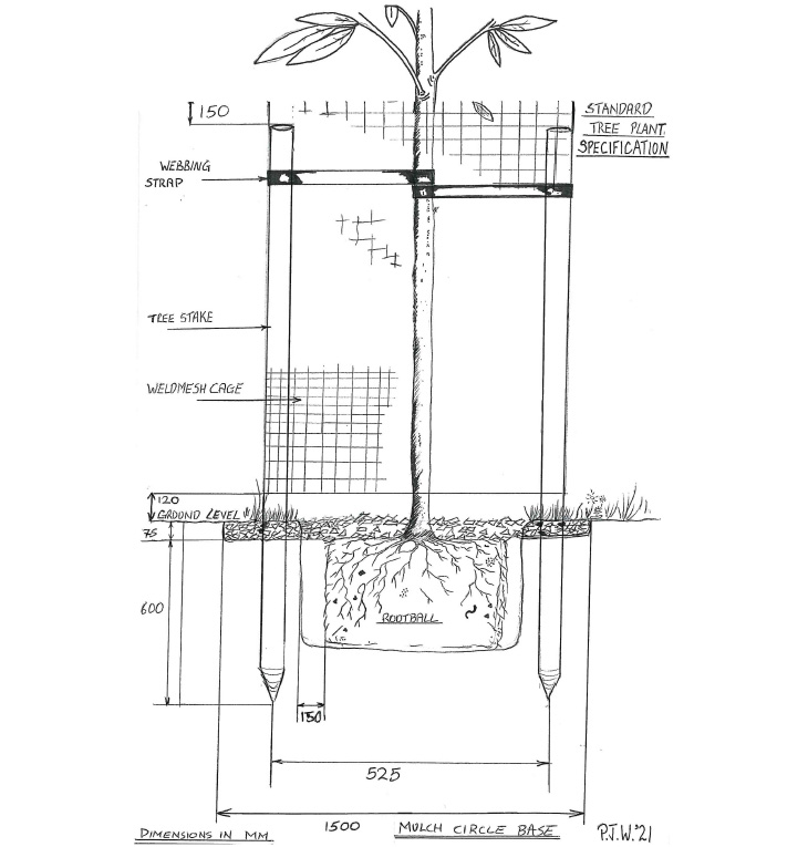 Standard park tree planting specification (Peter Whish, Arboricultural Inspector, Adur & Worthing Councils - 2021)