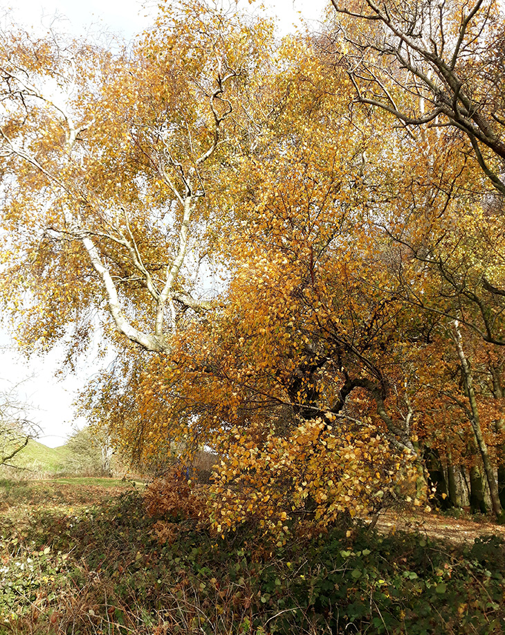 Golden leaves