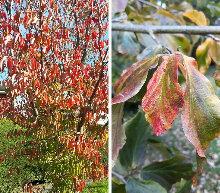 Red leaves