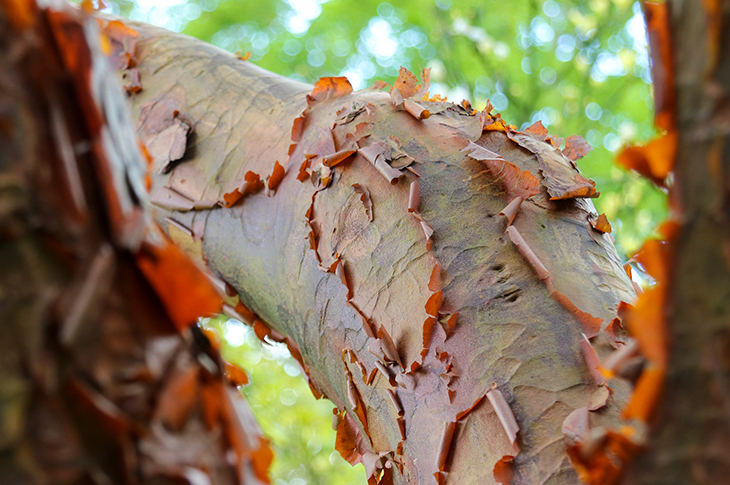 Ascer griseum, paperbark maple, at Worthing's Highdown Gardens