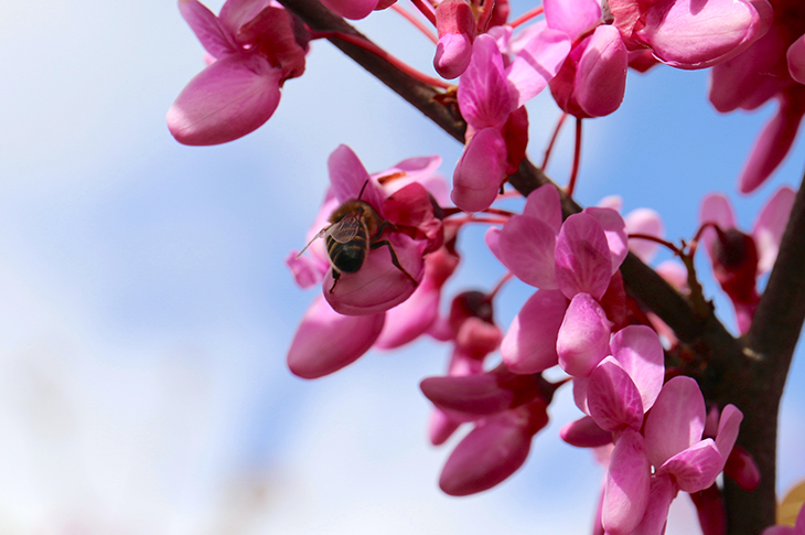 Bee on Judas Tree at Worthing Crematorium