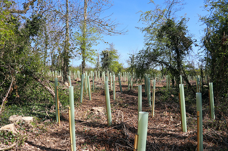 Planting in recovery of felled diseased trees at Lancing Ring