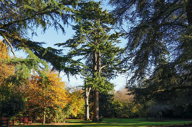 Trees at Worthing Crematorium