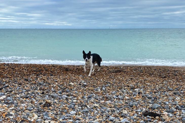 2022-05-03 - Dog Exclusion Zones