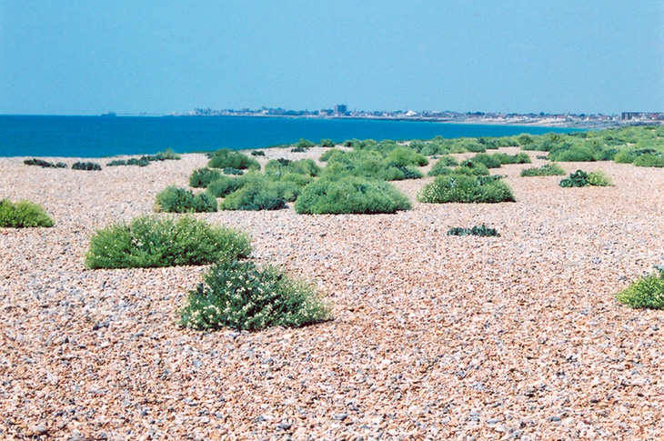 Shoreham Beach - vegetated shingle