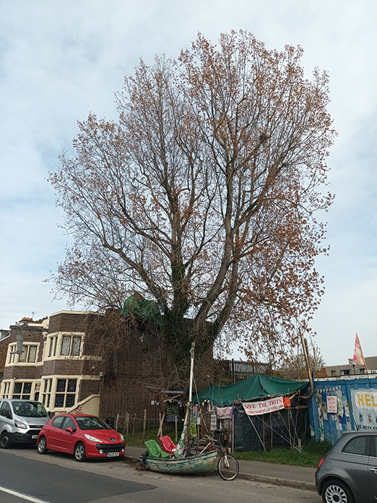 PR23-054+061 - The poplar tree next to the Duke of Wellington pub, in Brighton Road in Shoreham