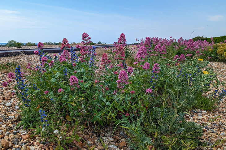 Shoreham Beach - vegetated shingle