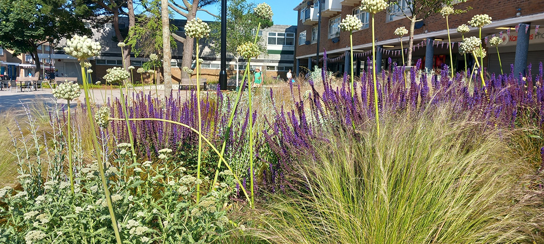 Planting in the new-look Southwick Square - June 2024 (1)