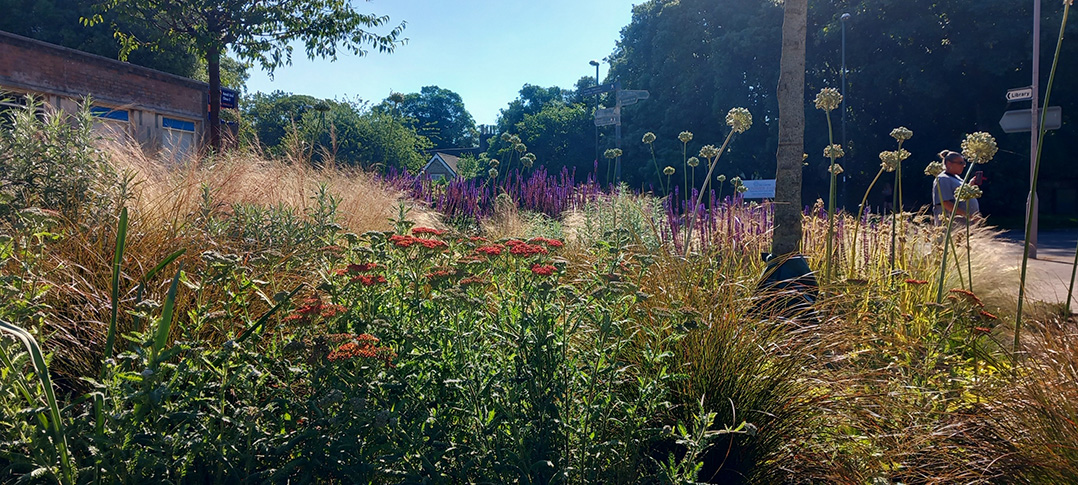 Planting in the new-look Southwick Square - June 2024 (3)