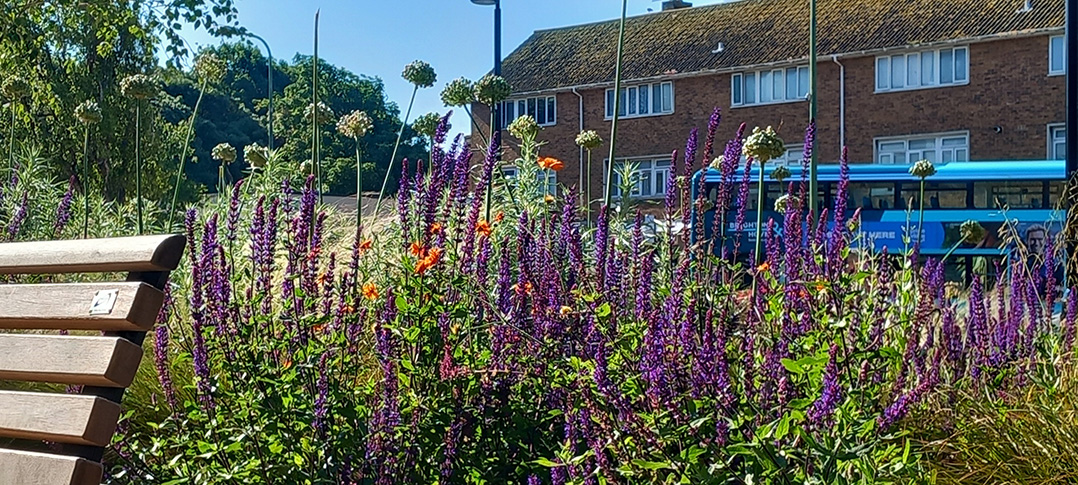 Planting in the new-look Southwick Square - June 2024 (6)