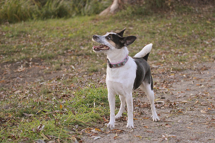 A dog out for a walk (Pixabay - 6758649)