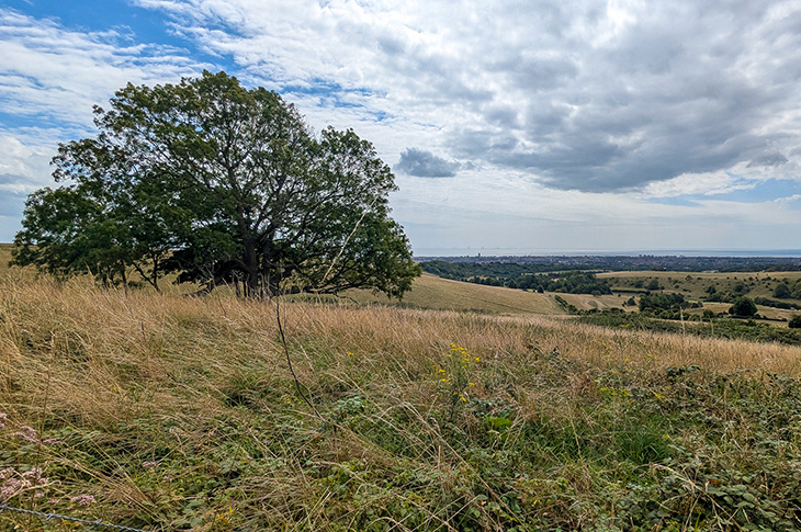 Tenants Hill, Worthing - tree on hillside (with Worthing and the sea in the distance)