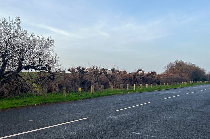 PR25-071 - historic hedge in Goring - showing the effects of the illegal pruning in winter