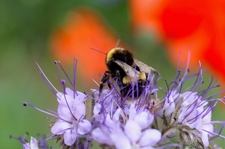 Bee enjoying wildflowers at Buckingham Park, Shoreham