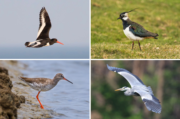 River Adur - Adur Estuary - birds (oystercatcher, lapwing, redshank and a grey heron)