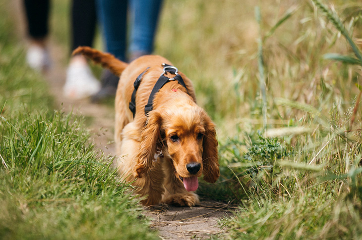 A dog walking along a rural public path