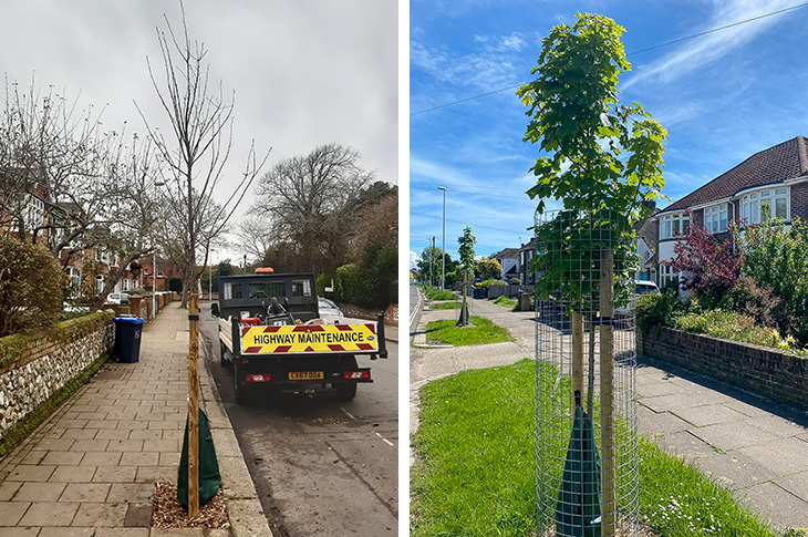 A tree planted in Richmond Road (through the Trees for Streets scheme) and trees planted in Sompting Avenue, Worthing