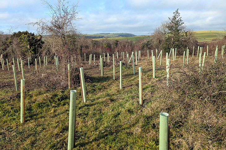 PR26-006 - Trees recently planted at Lancing Ring (1)