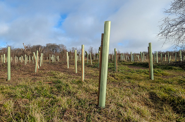 PR26-006 - Trees recently planted at Lancing Ring (2)