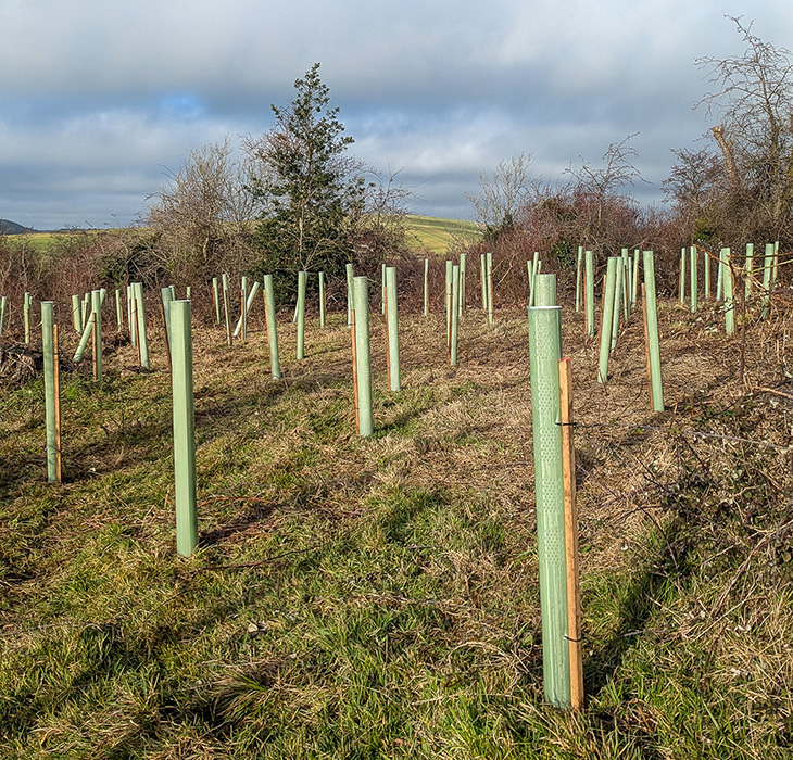 PR26-006 - Trees recently planted at Lancing Ring (3)