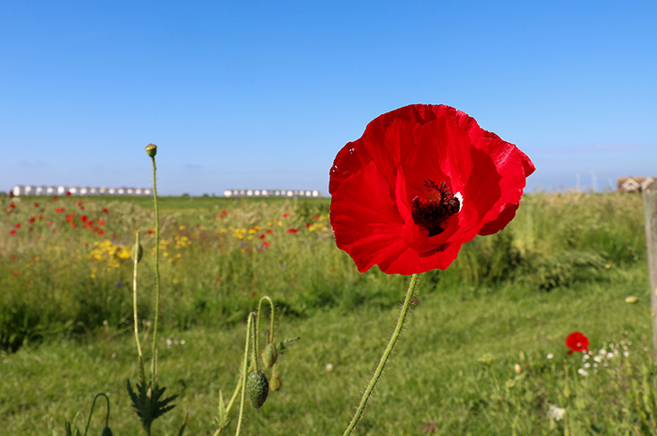 Goring Greensward - wildflowers