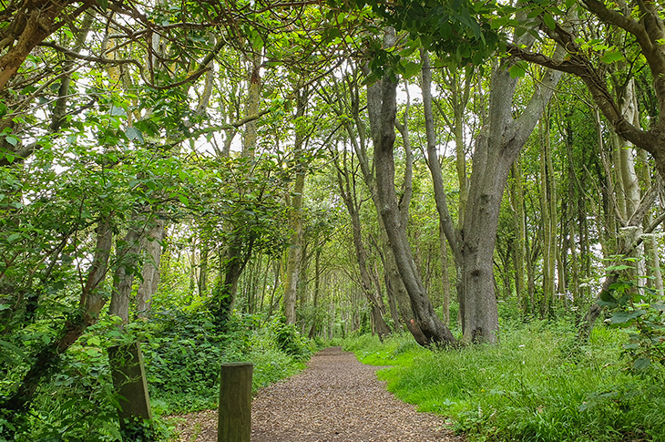 Goring Gap - a path through the trees at The Plantation