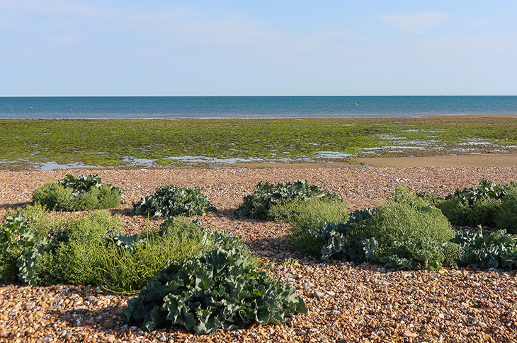 Goring Beach