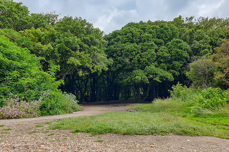 Goring Greensward - southern end of The Plantation
