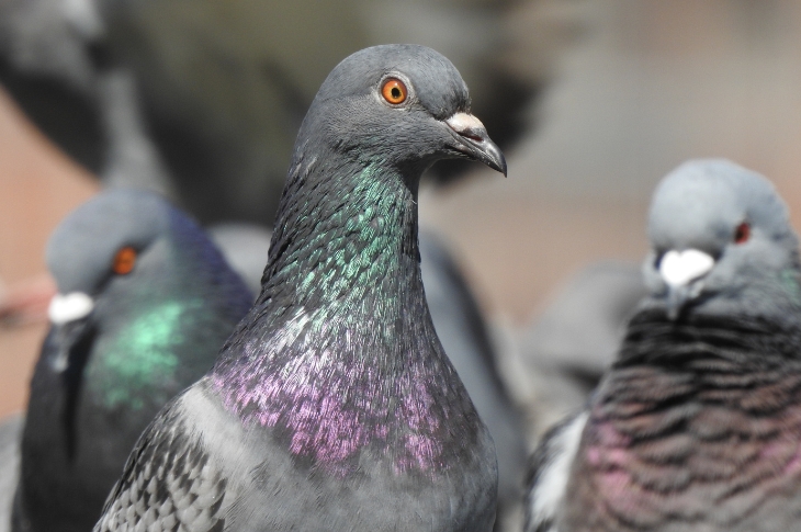 PR26-020 - Pigeons (Pixabay 3431502)