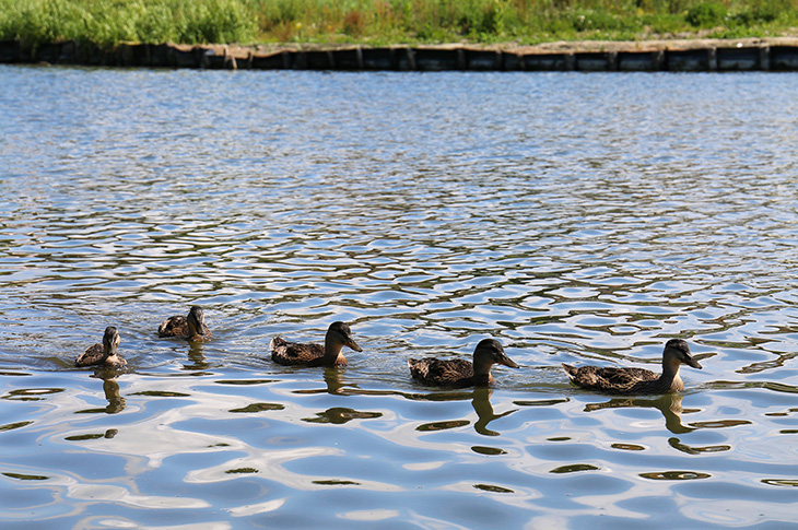 Brooklands Park, Worthing - ducks swimming on the lake