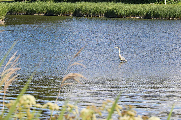 Brooklands Park, Worthing - grey heron standing in the lake