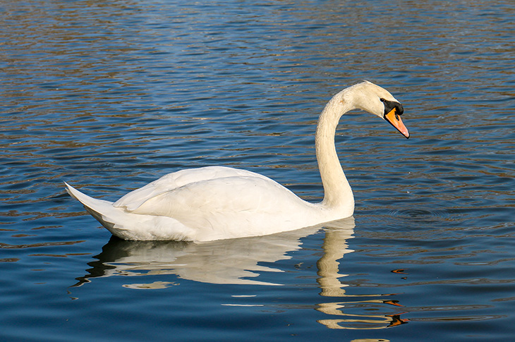 Brooklands Park, Worthing - swan swimming on the lake