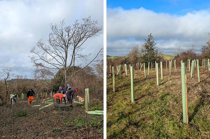 Lancing Ring - tree planting in progress, and when completed