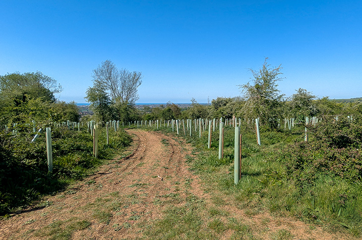 Lancing Ring - completed tree planting (2)