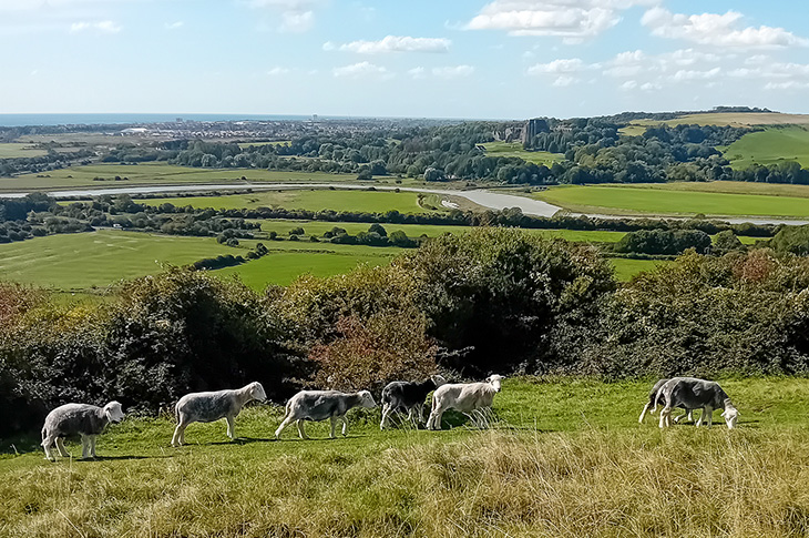 Mill Hill, Shoreham - sheep grazing on the hill (with the River Adur in the distance)