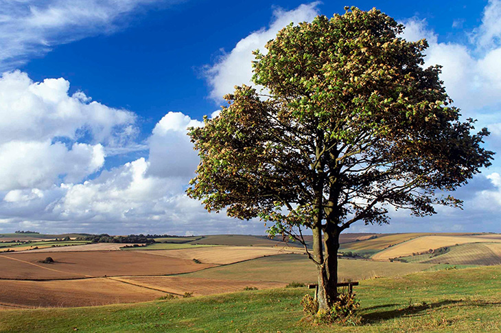 Cissbury Ring - view over hills with tree in foreground (copyright National Trust Images - David Sellman)