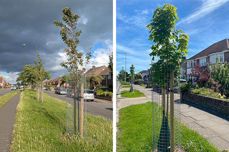 Trees planted in Upper Shoreham Rd by the councils' parks team, and a Roffey Homes sponsored trees in Sompting Ave