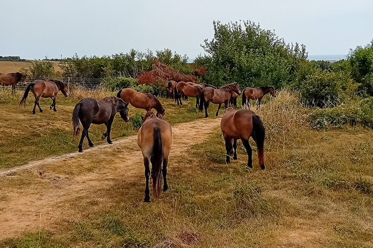 Exmoor ponies at Mill Hill in Shoreham - grazing