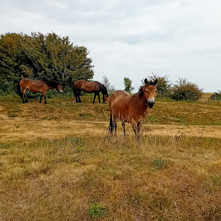 Exmoor ponies at Mill Hill in Shoreham - exploring the hill