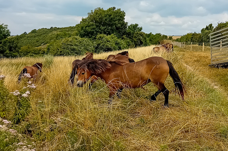 Exmoor ponies at Mill Hill in Shoreham - arriving at the hill